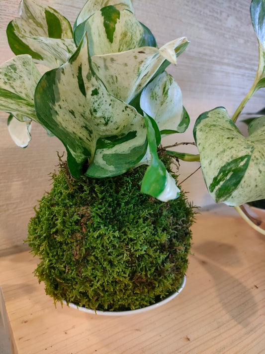 Kokedama Scindapsus Brasil – muschio e foglie variegate