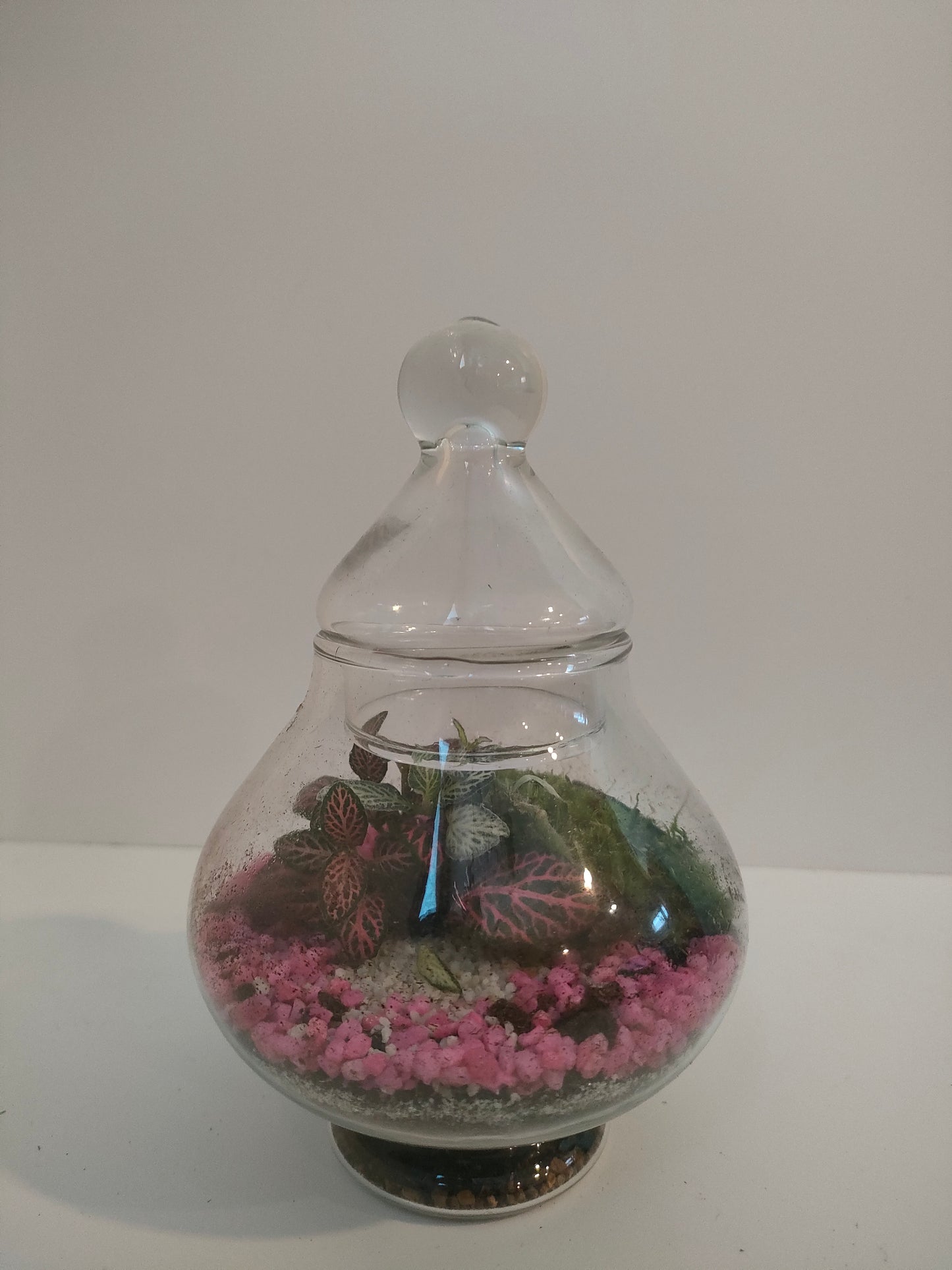 Terrarium Cupola