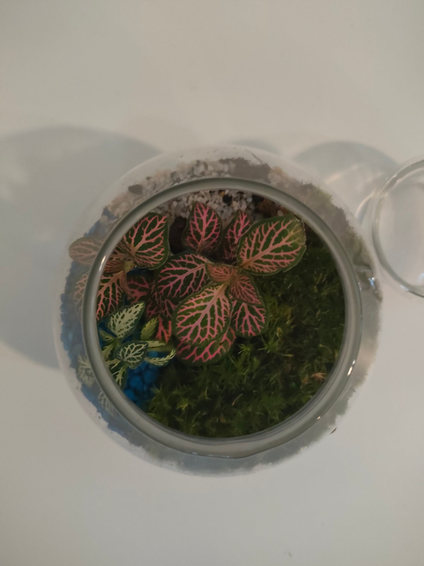 Terrarium Cupola