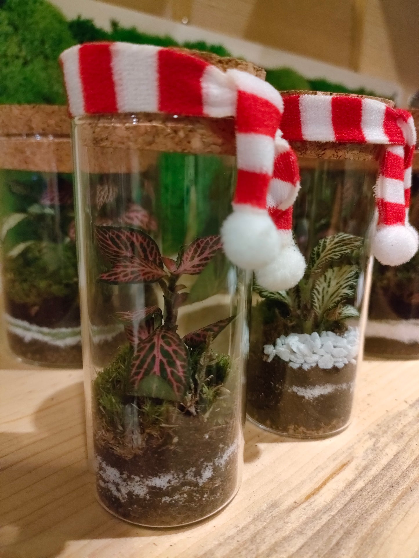 Mini mini Terrarium