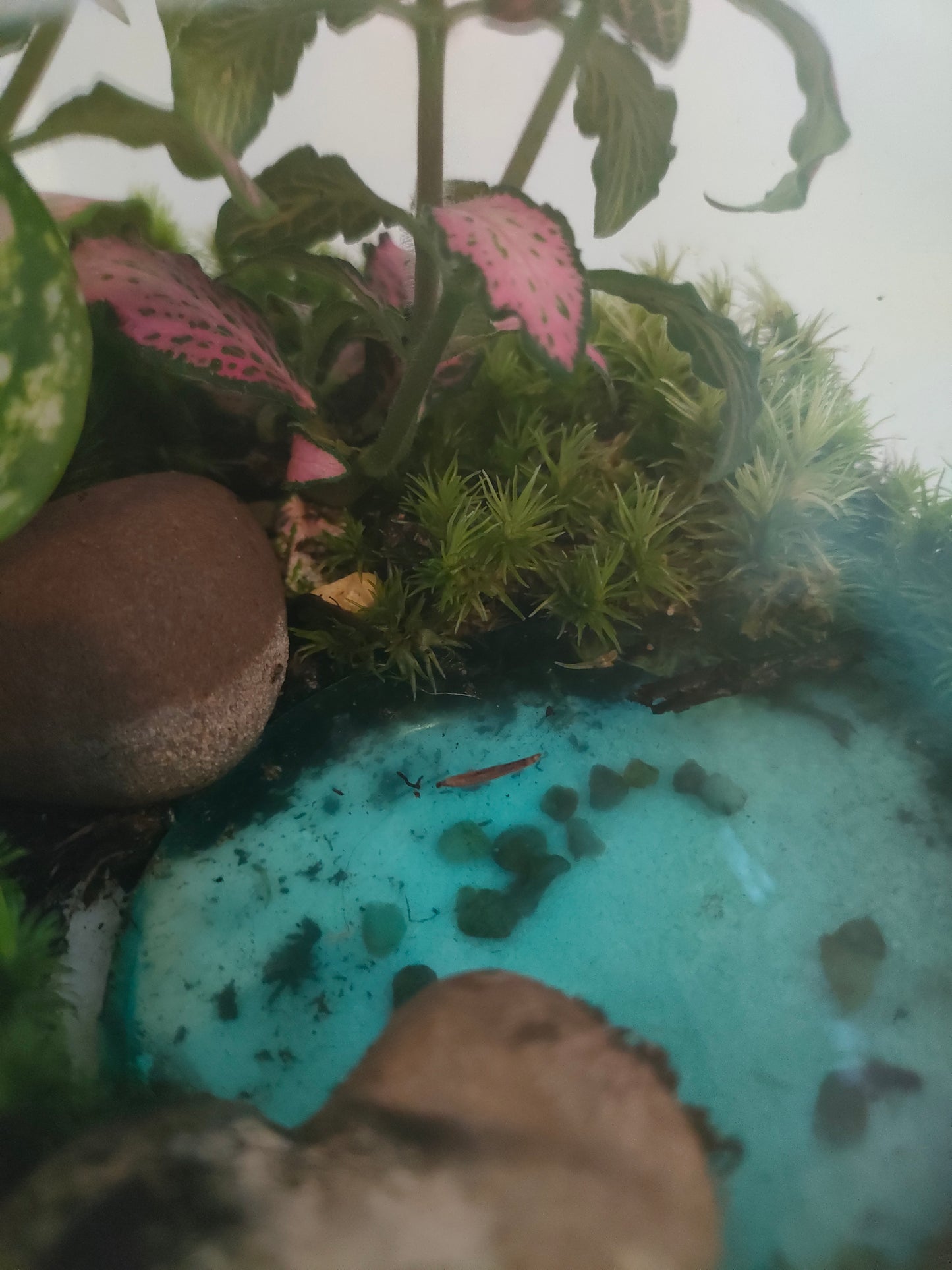 Terrarium Esotico