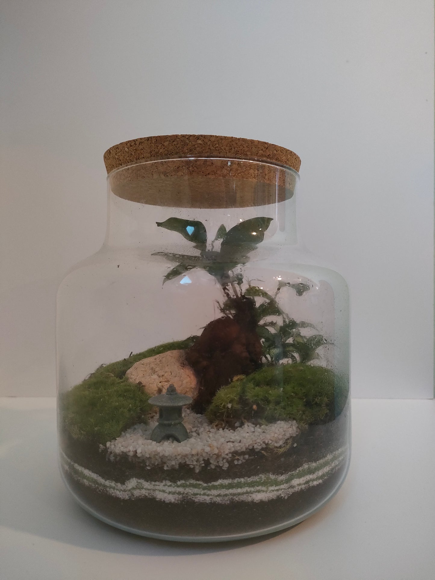 Terrarium damigiana con Ficus Ginseng