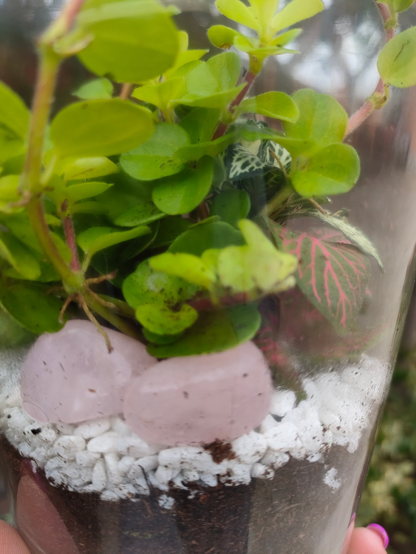 Terrarium Oasi con Quarzo Rosa