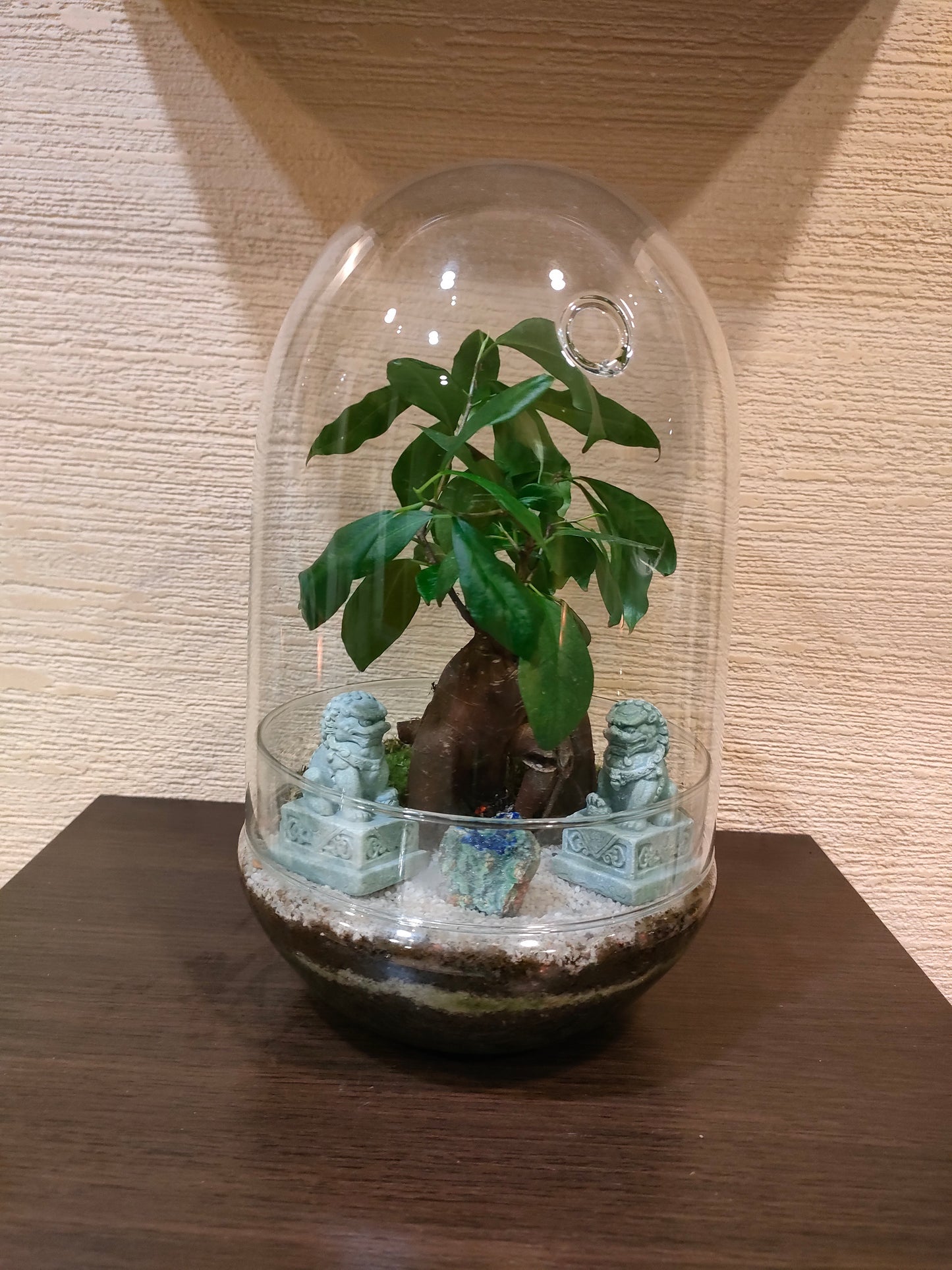 Terrarium con Ficus Ginseng e Azzurrite con malachite