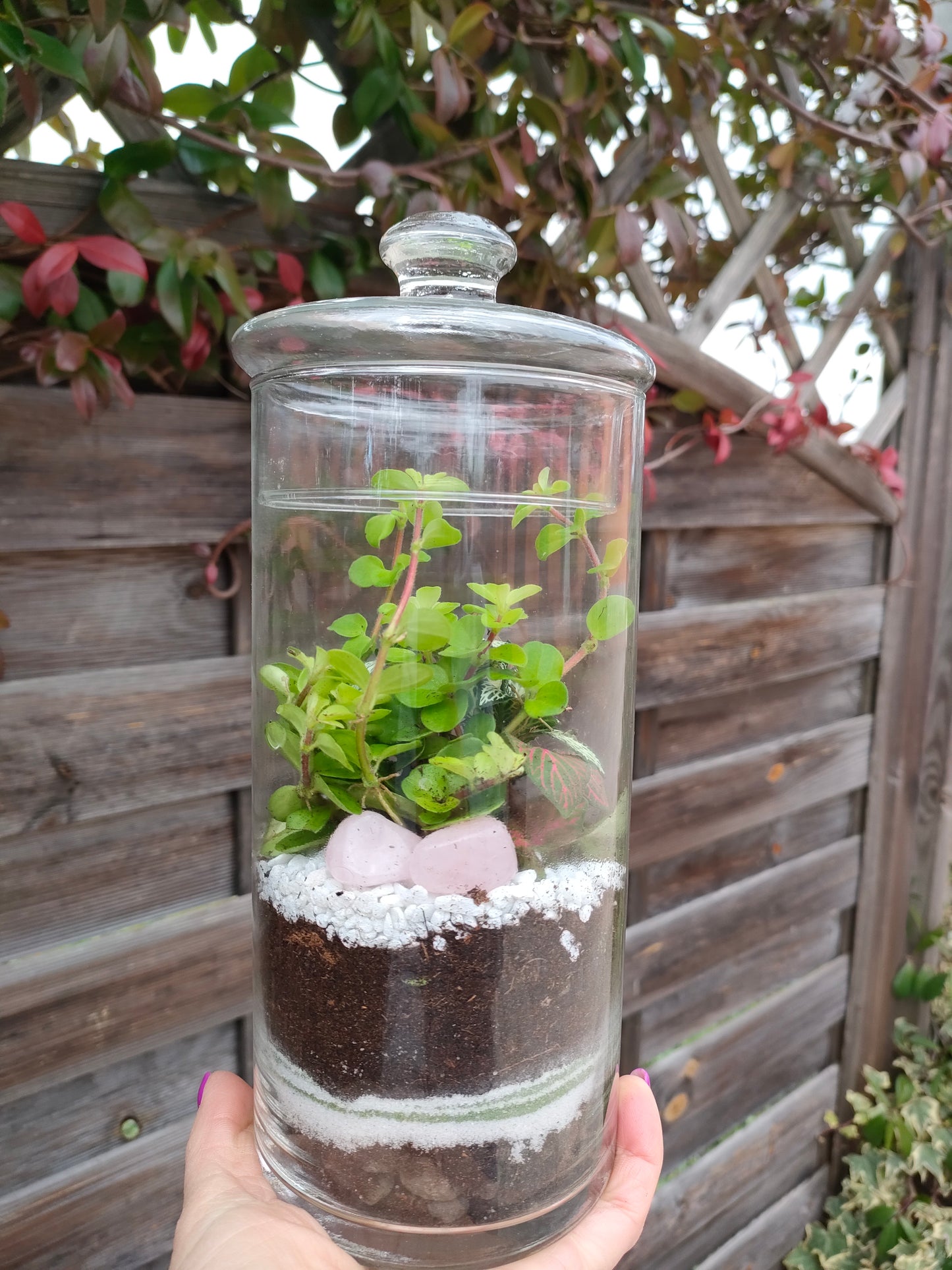 Terrarium Oasi con Quarzo Rosa