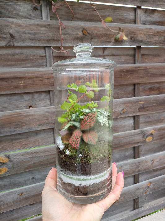 Terrarium Oasi con Quarzo Rosa