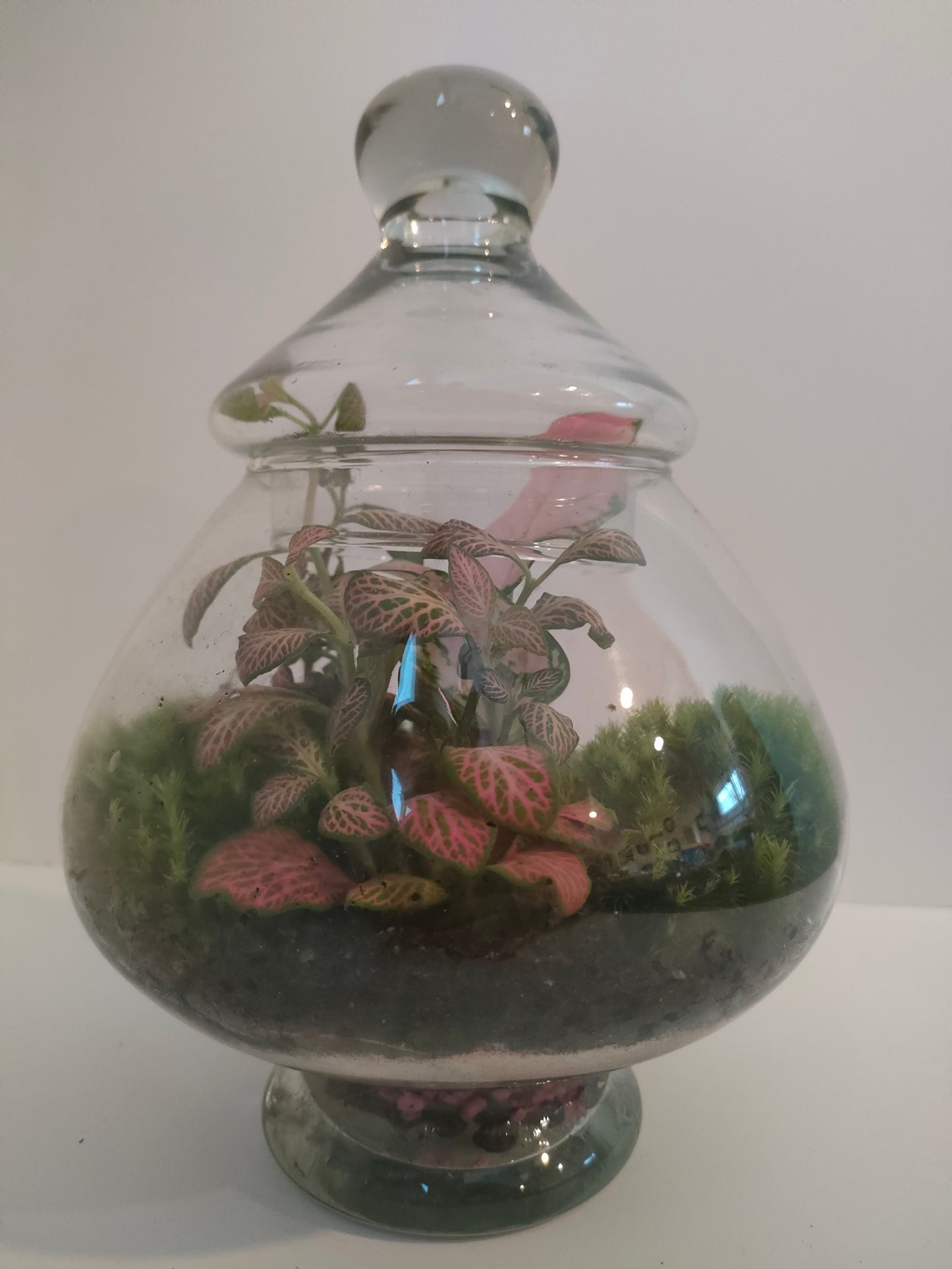 Terrarium Esotico