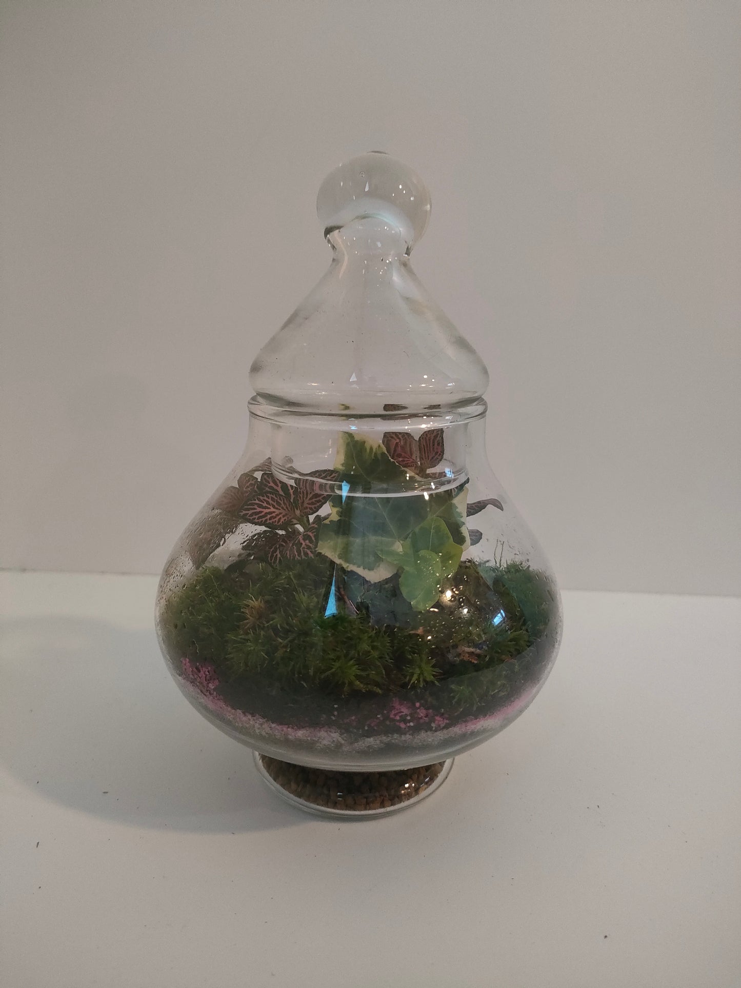 Terrarium Cupola