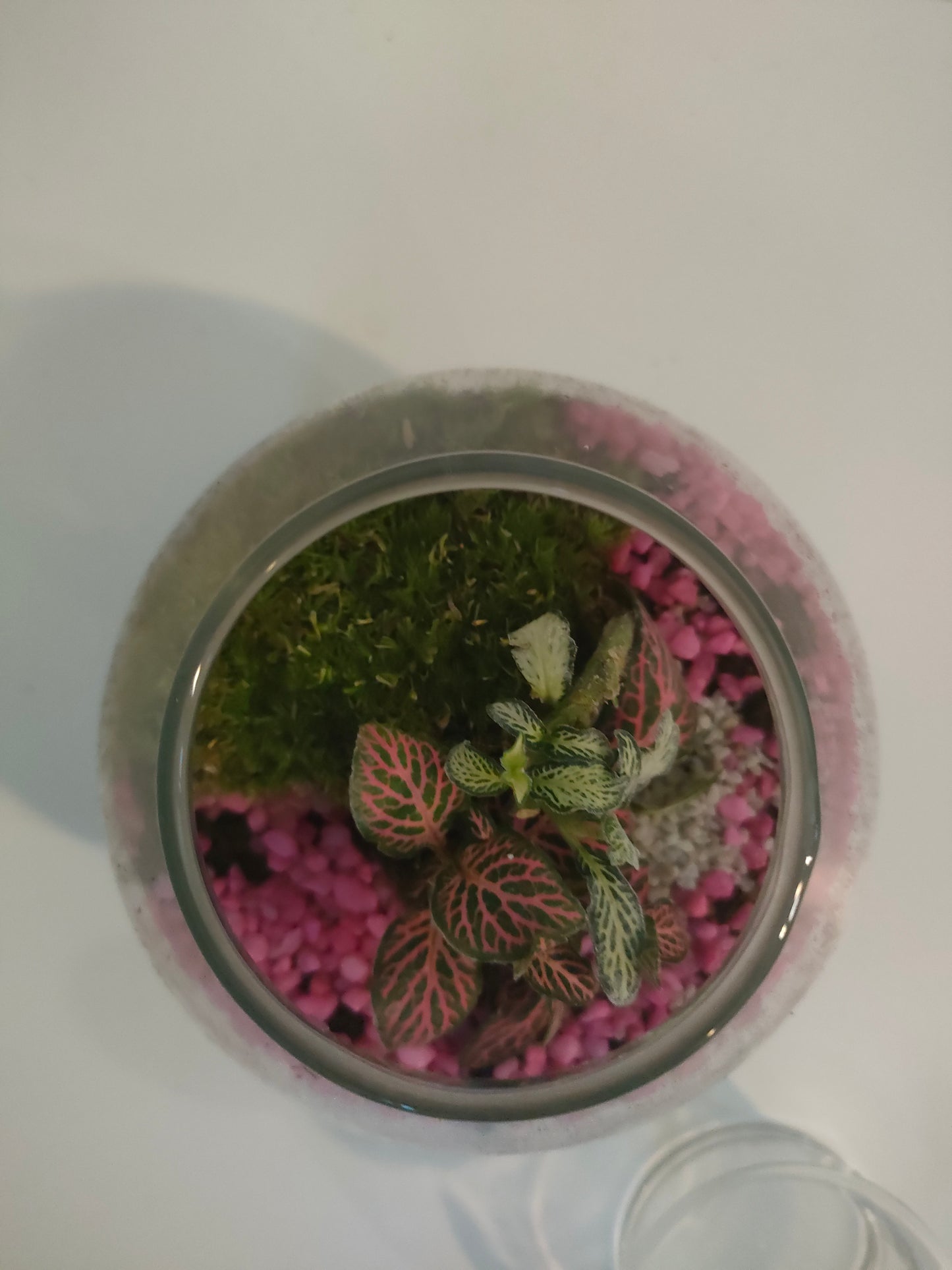 Terrarium Cupola