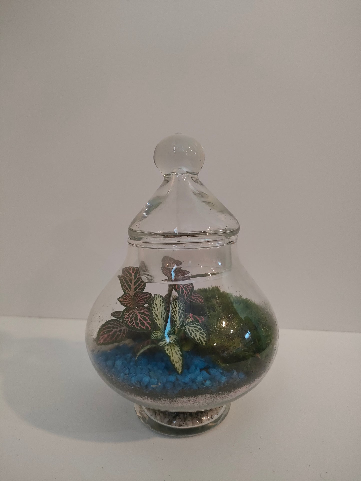 Terrarium Cupola