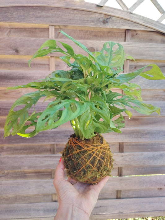 Kokedama con Monstera adansonii realizzato a mano, pianta tropicale da interno con caratteristiche foglie traforate.