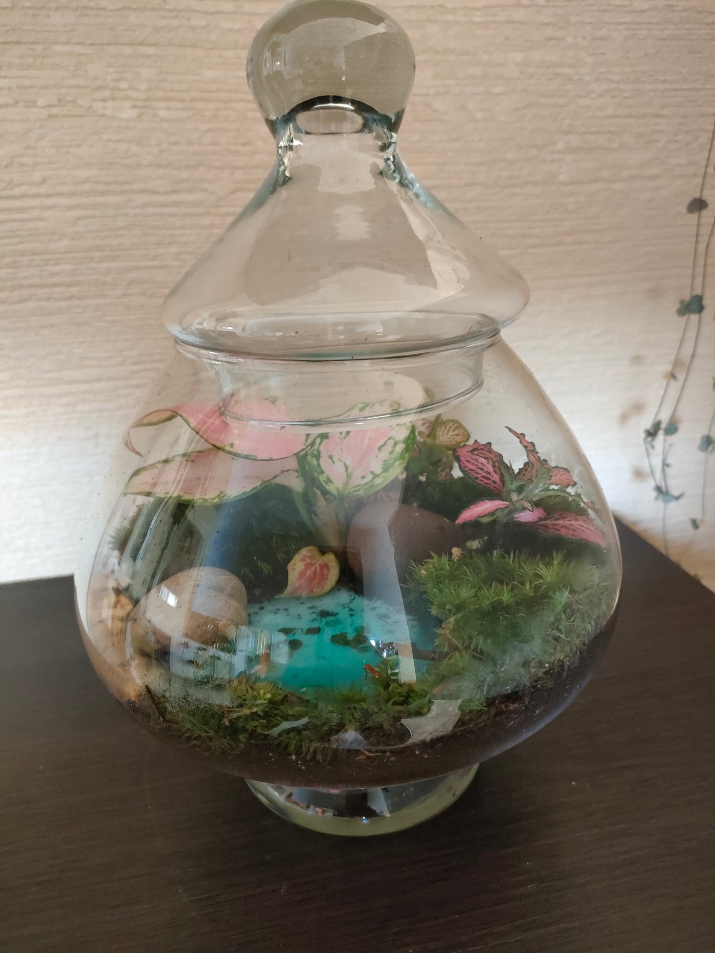 Terrarium Esotico