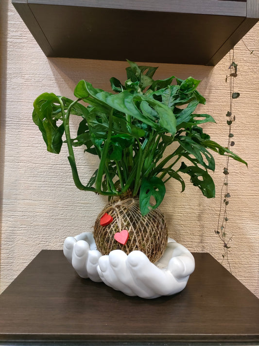 Monstera Adansonii in Kokedama