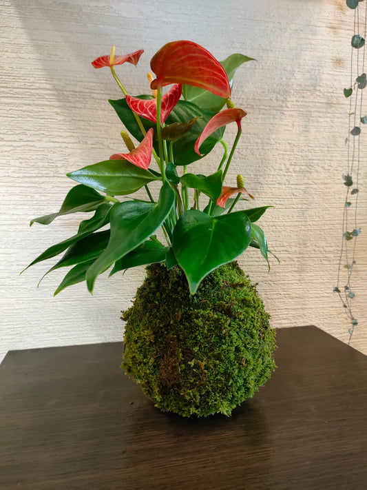 Anthurium in kokedama