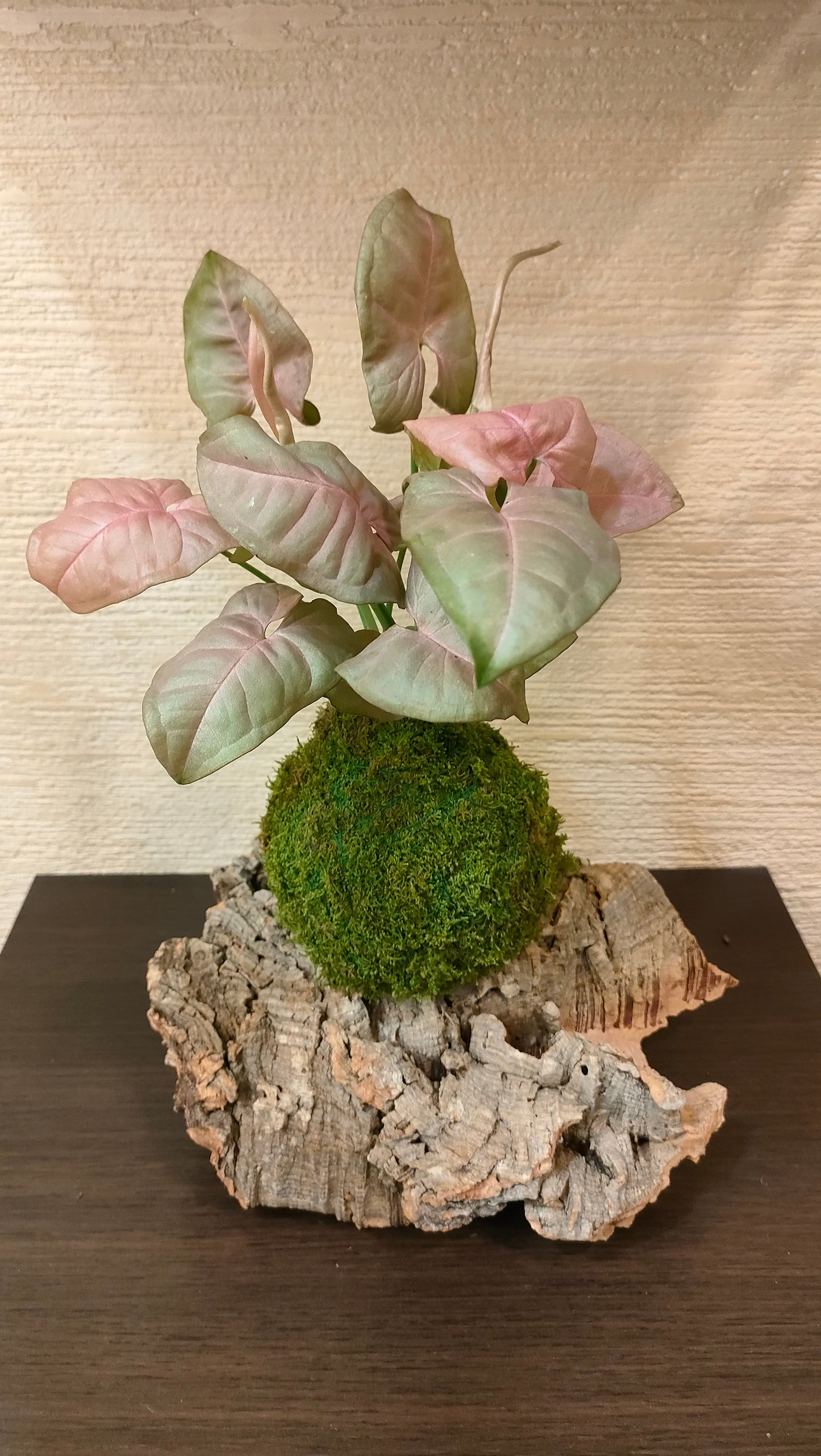 Syngonium variegato in Kokedama