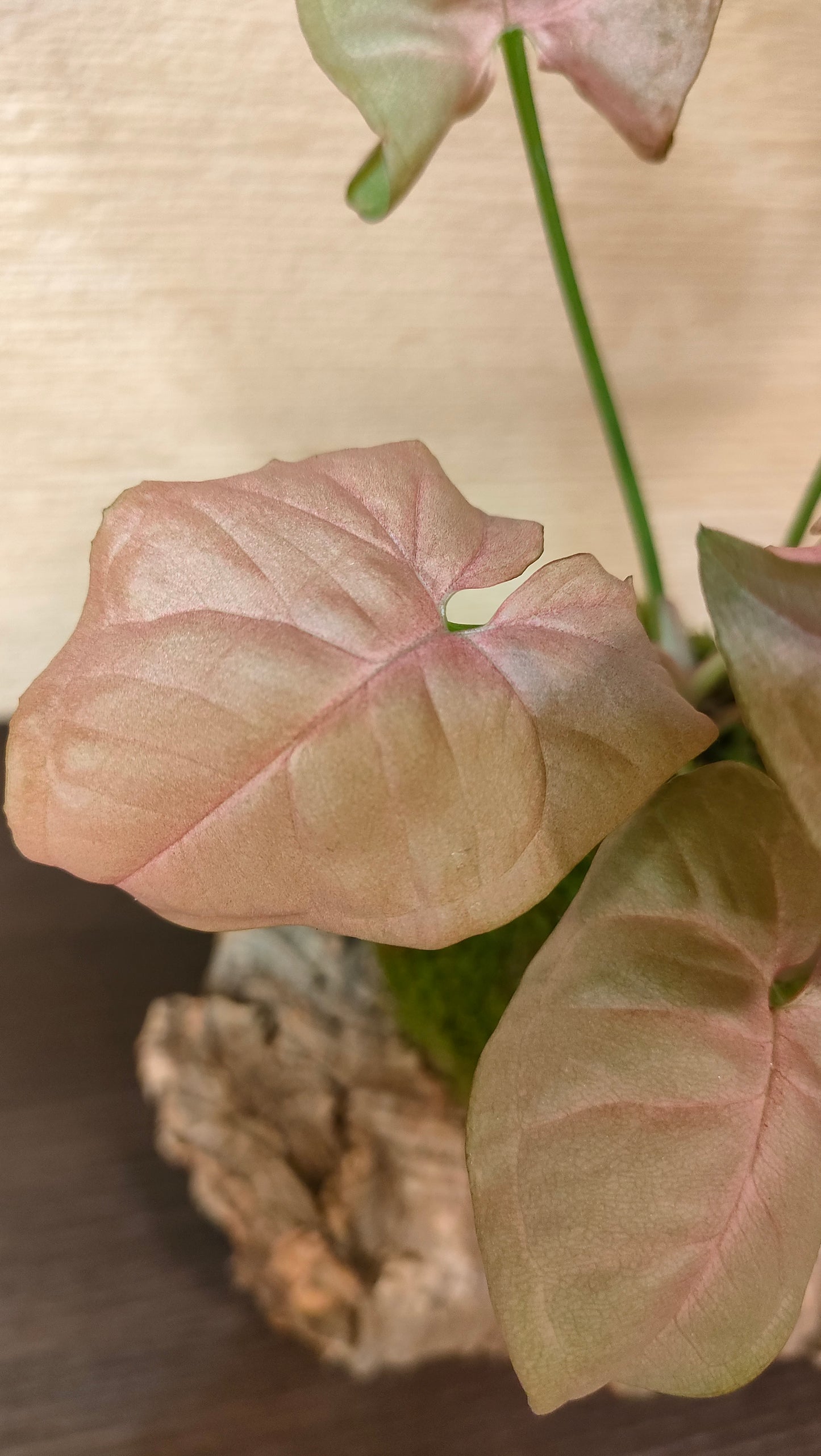 Syngonium variegato in Kokedama