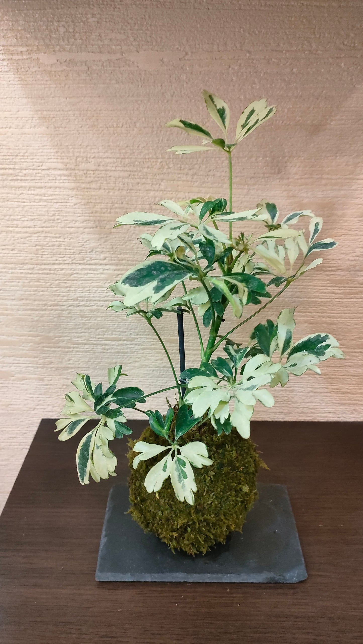 Shefflera Variegata in Kokedama