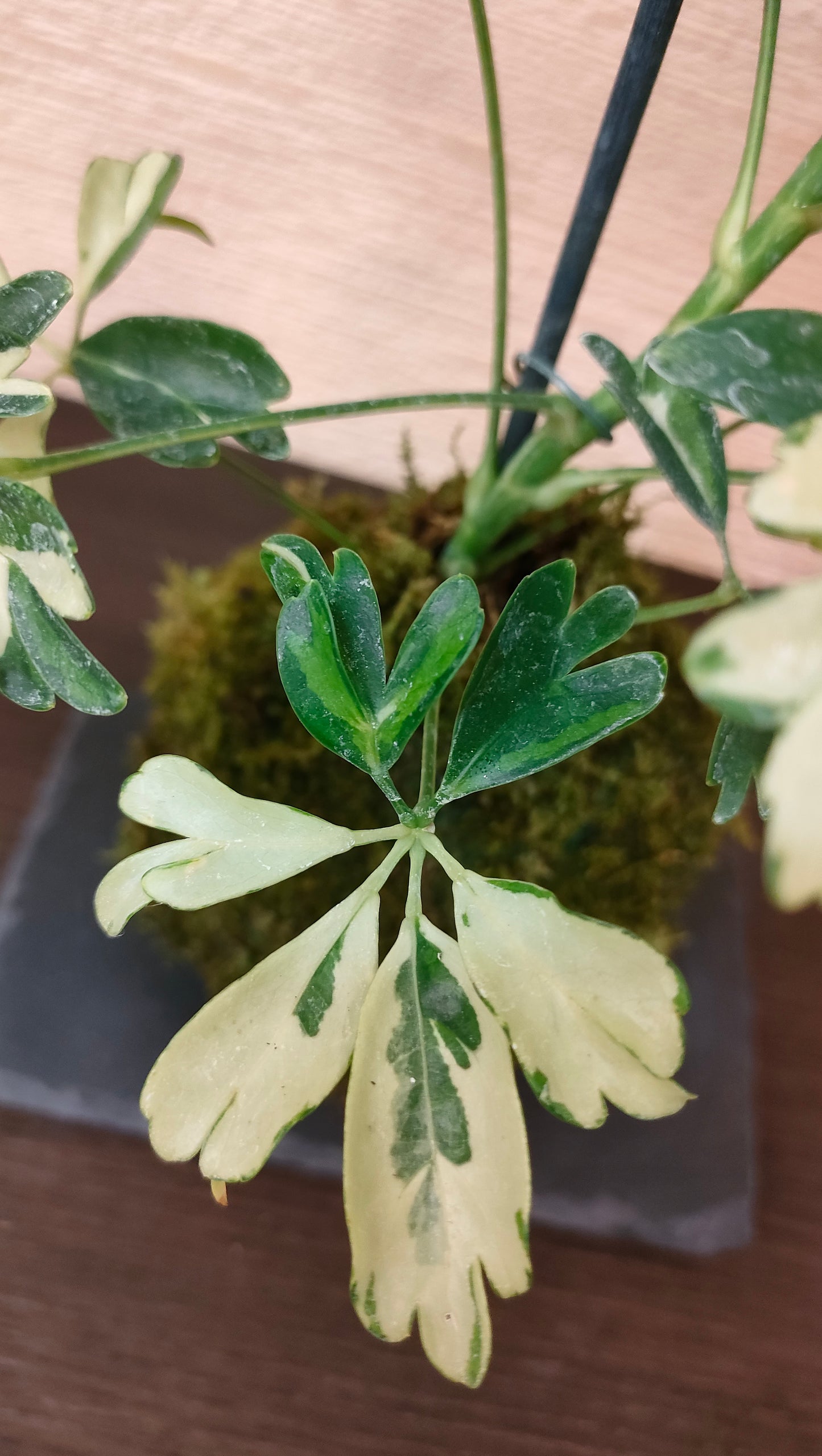 Shefflera Variegata in Kokedama