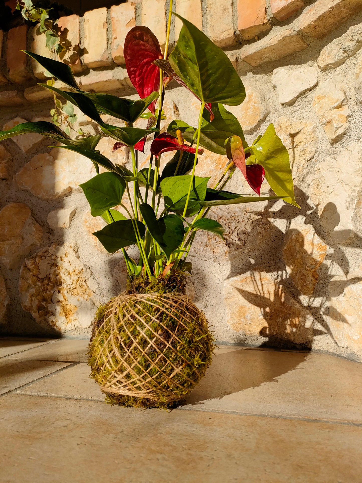 Bomboniera Kokedama – Fatta a Mano con Piante Vere