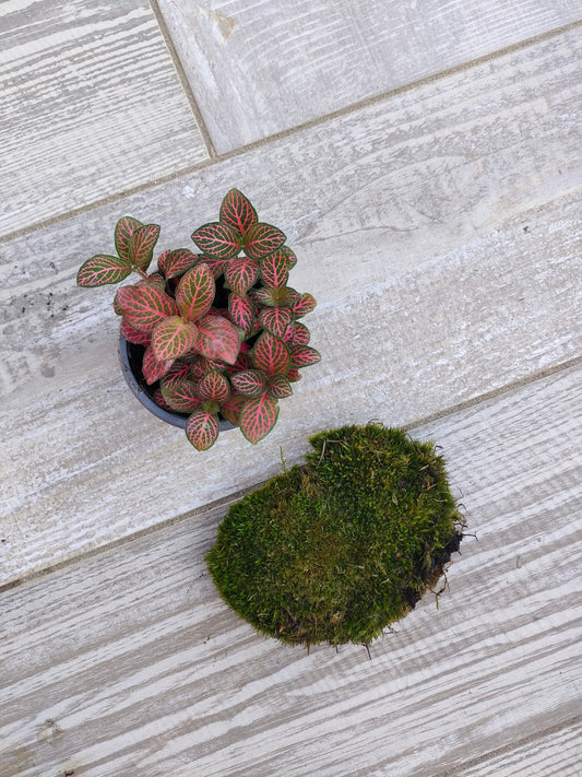 	•	“Kit completo per cambiare le piante del terrarium