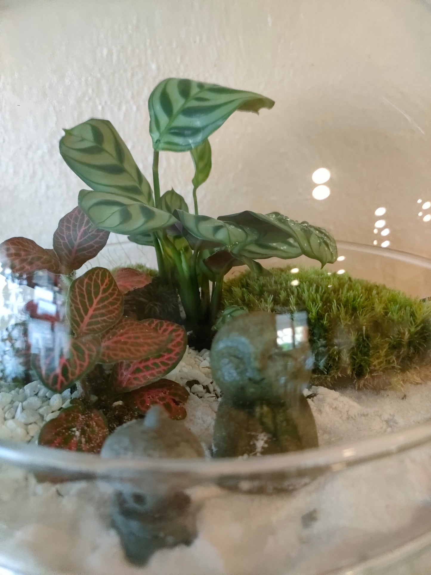 🧘‍♂️ Terrarium Zen Globo – Giardino di Pace in Miniatura