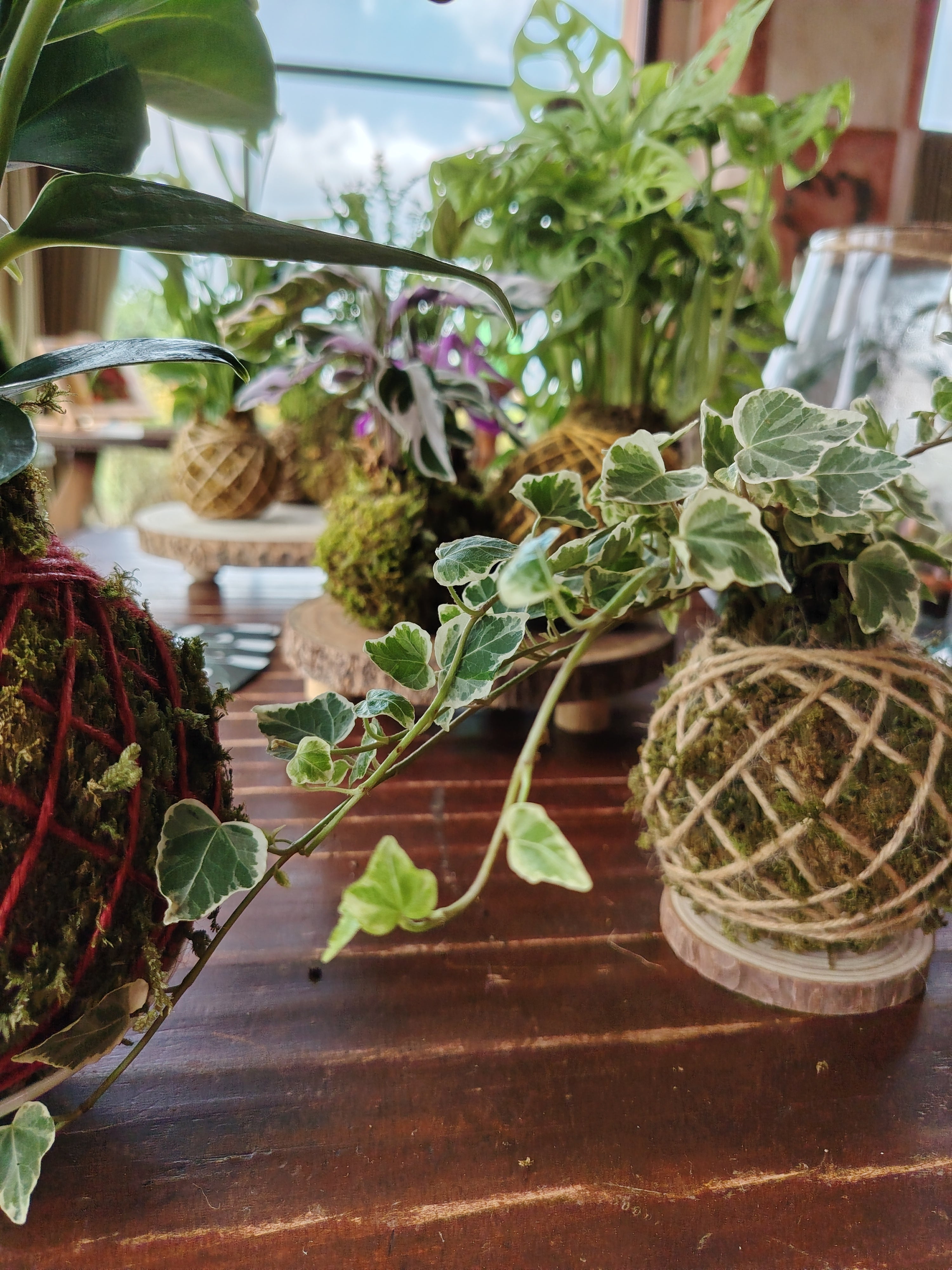Kokedama