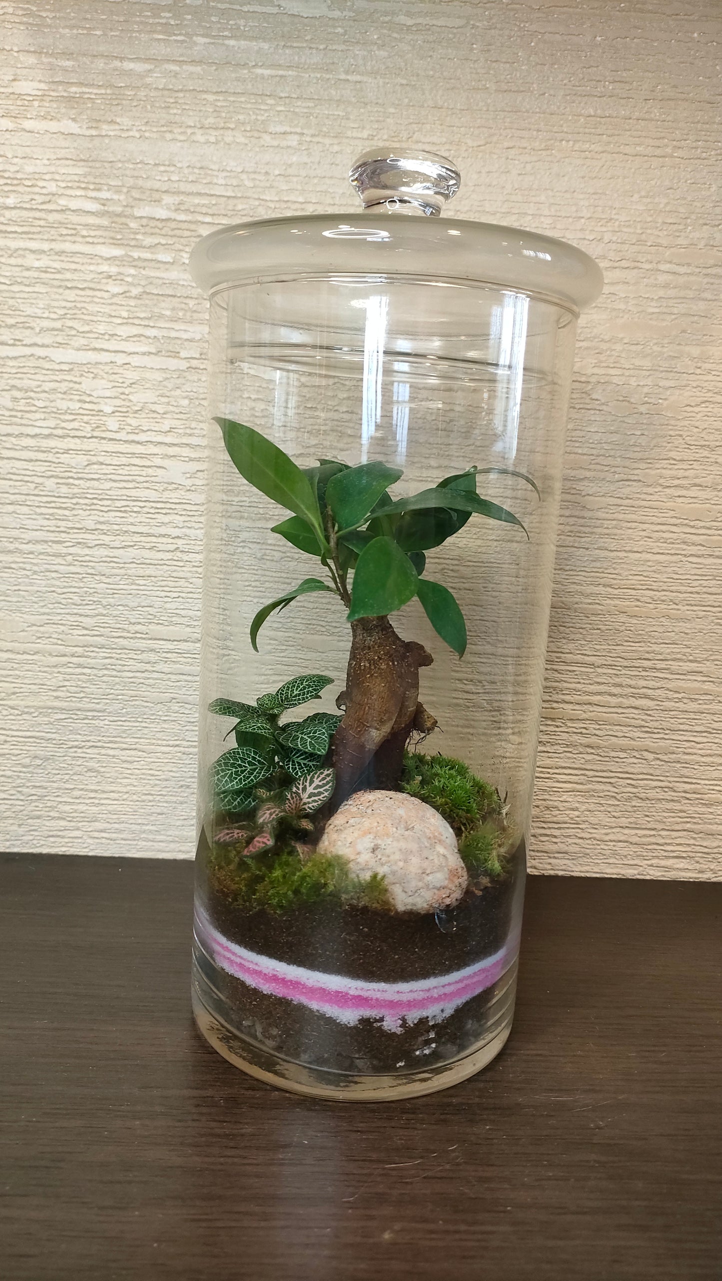 Terrarium con FICUS GINSENG