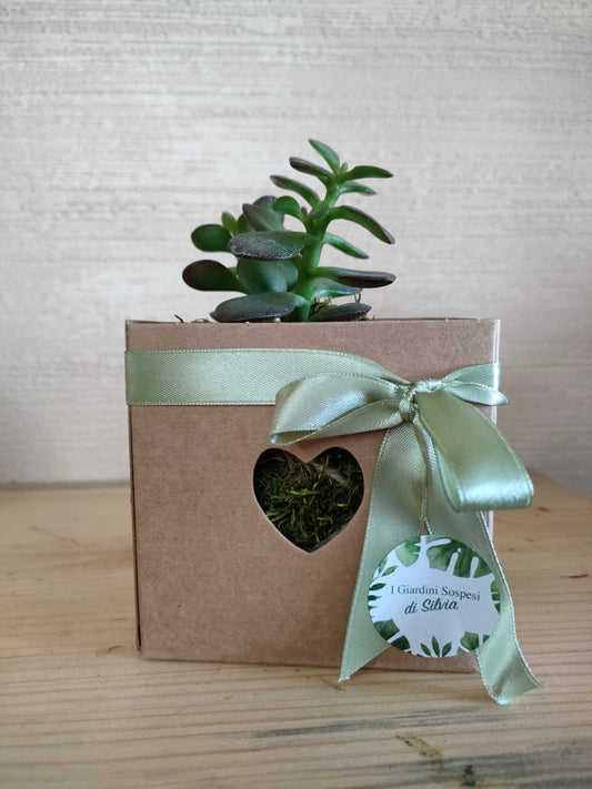 Mini kokedama albero di giada dentro scatola regalo
