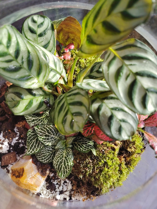 Terrarium Damigiana con Agata Grezza
