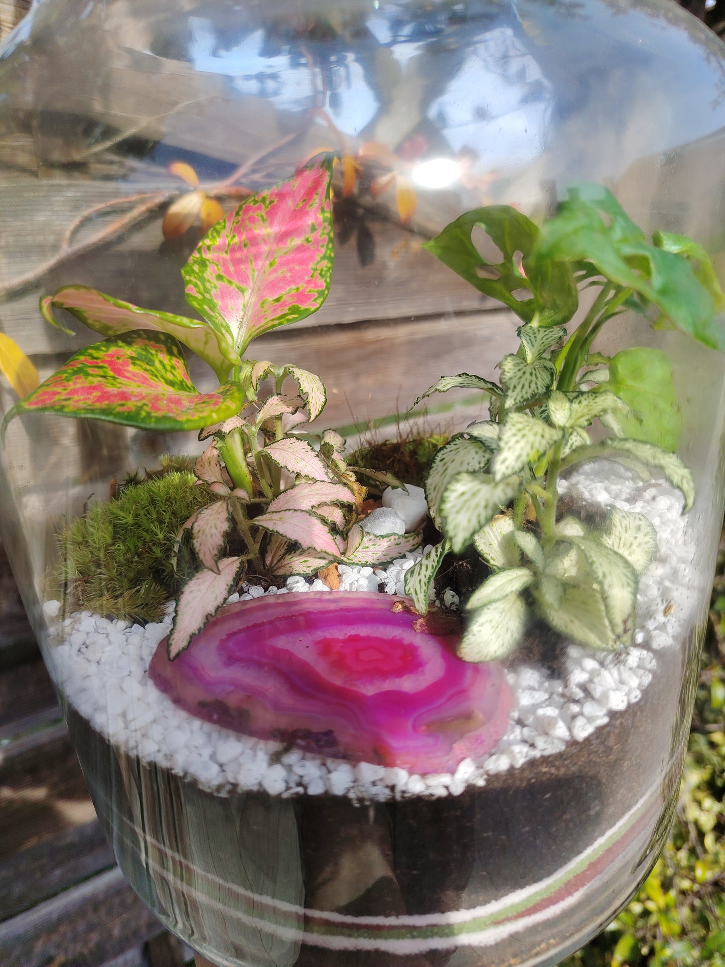 Terrarium Damigiana con Agata rosa  micro-ecosistema vivo