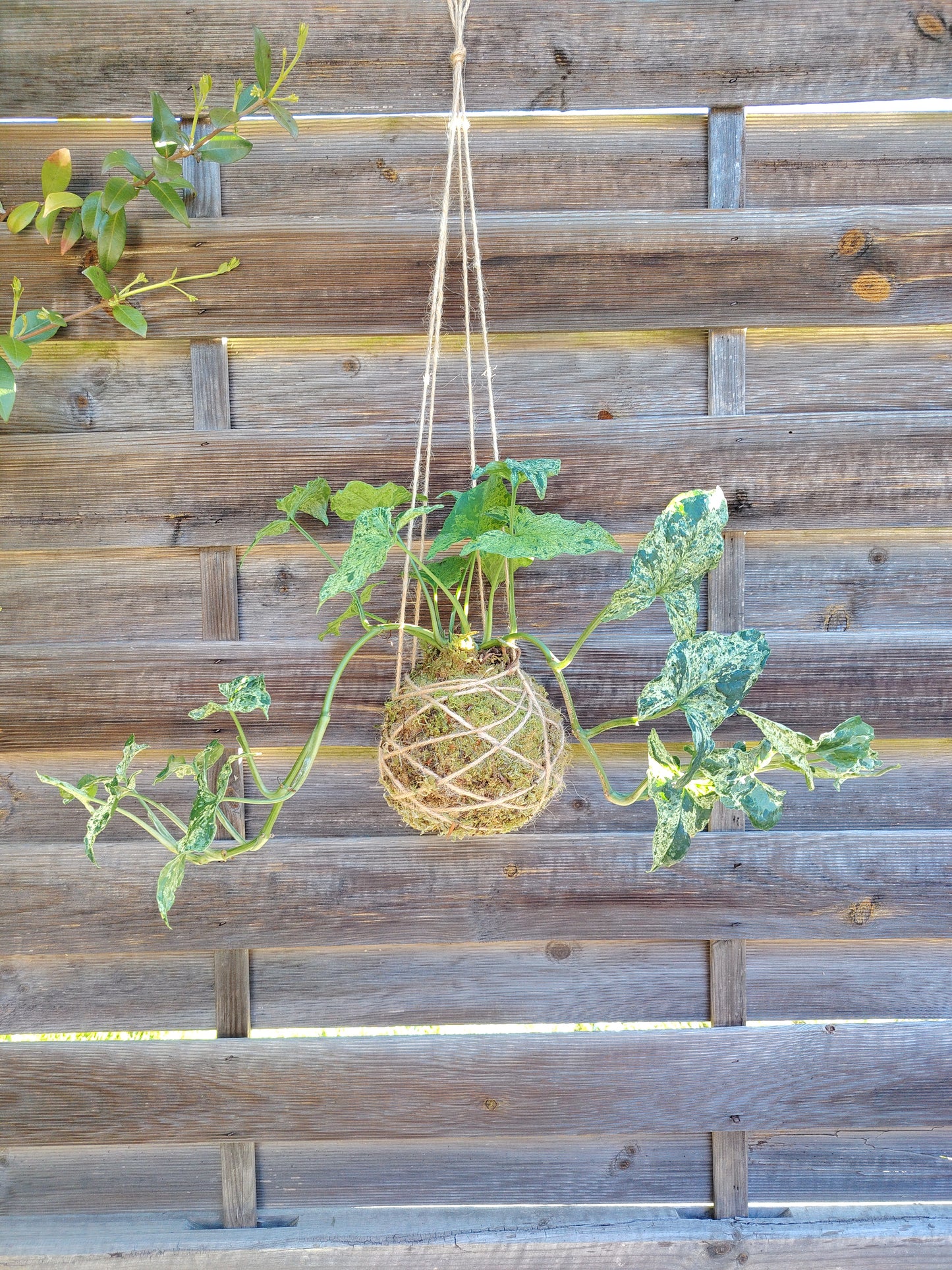 Syngonium mojito