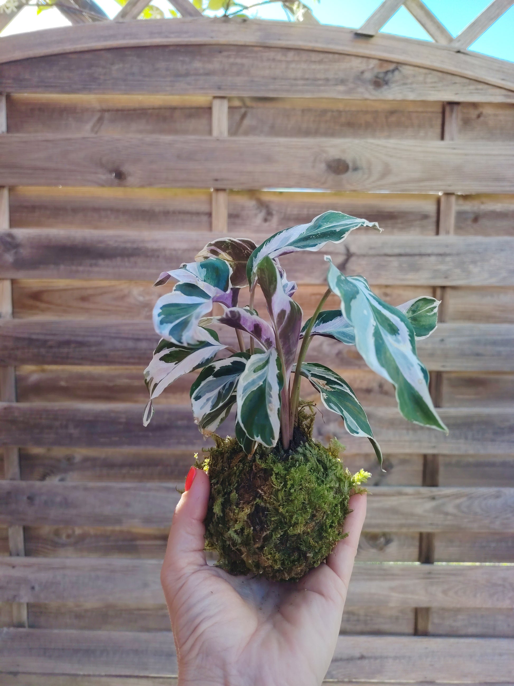 Kokedama mini con Calathea dalle foglie decorative, realizzato artigianalmente con muschio naturale secondo la tecnica giapponese.