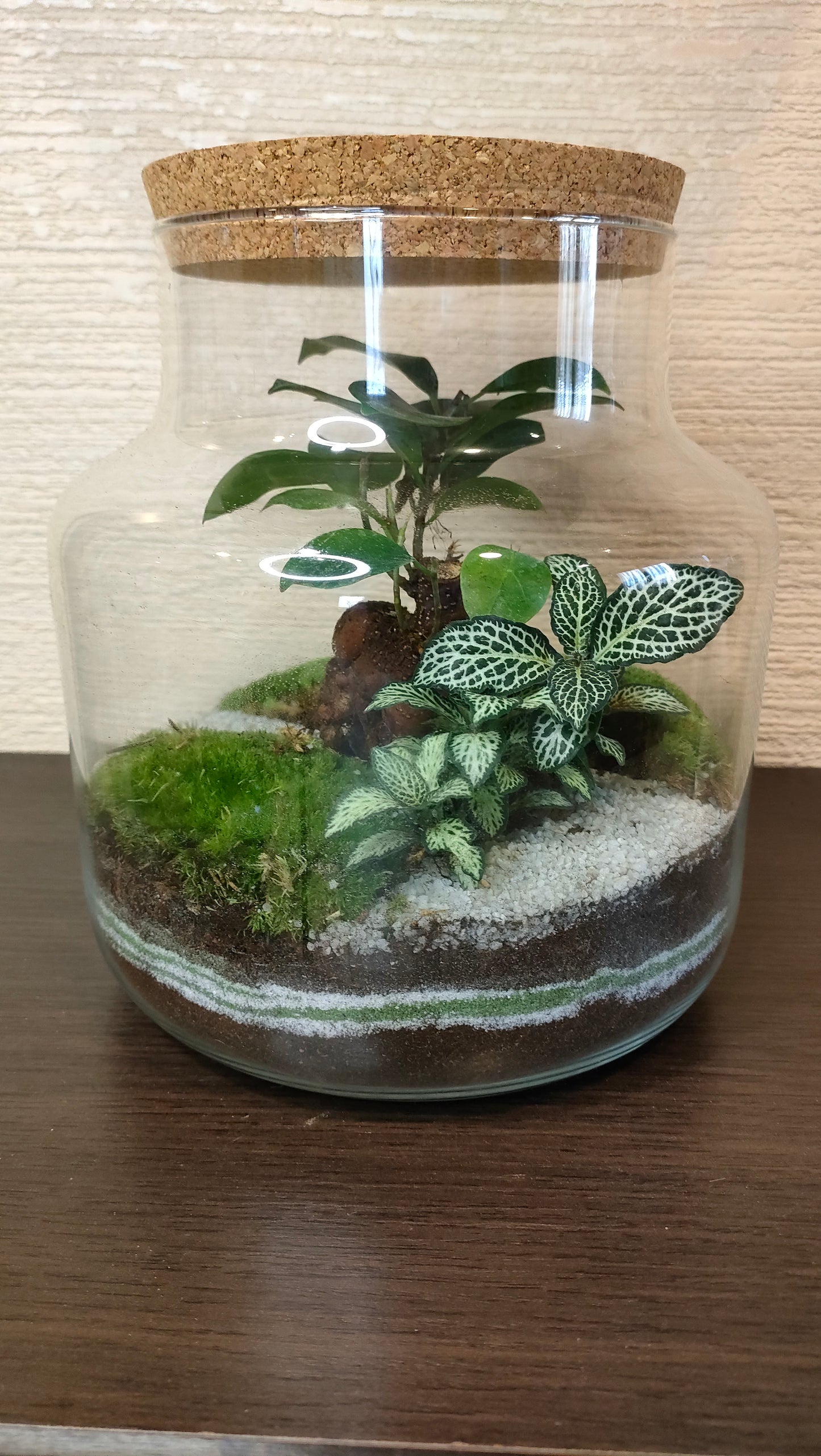 Terrarium Damigiana