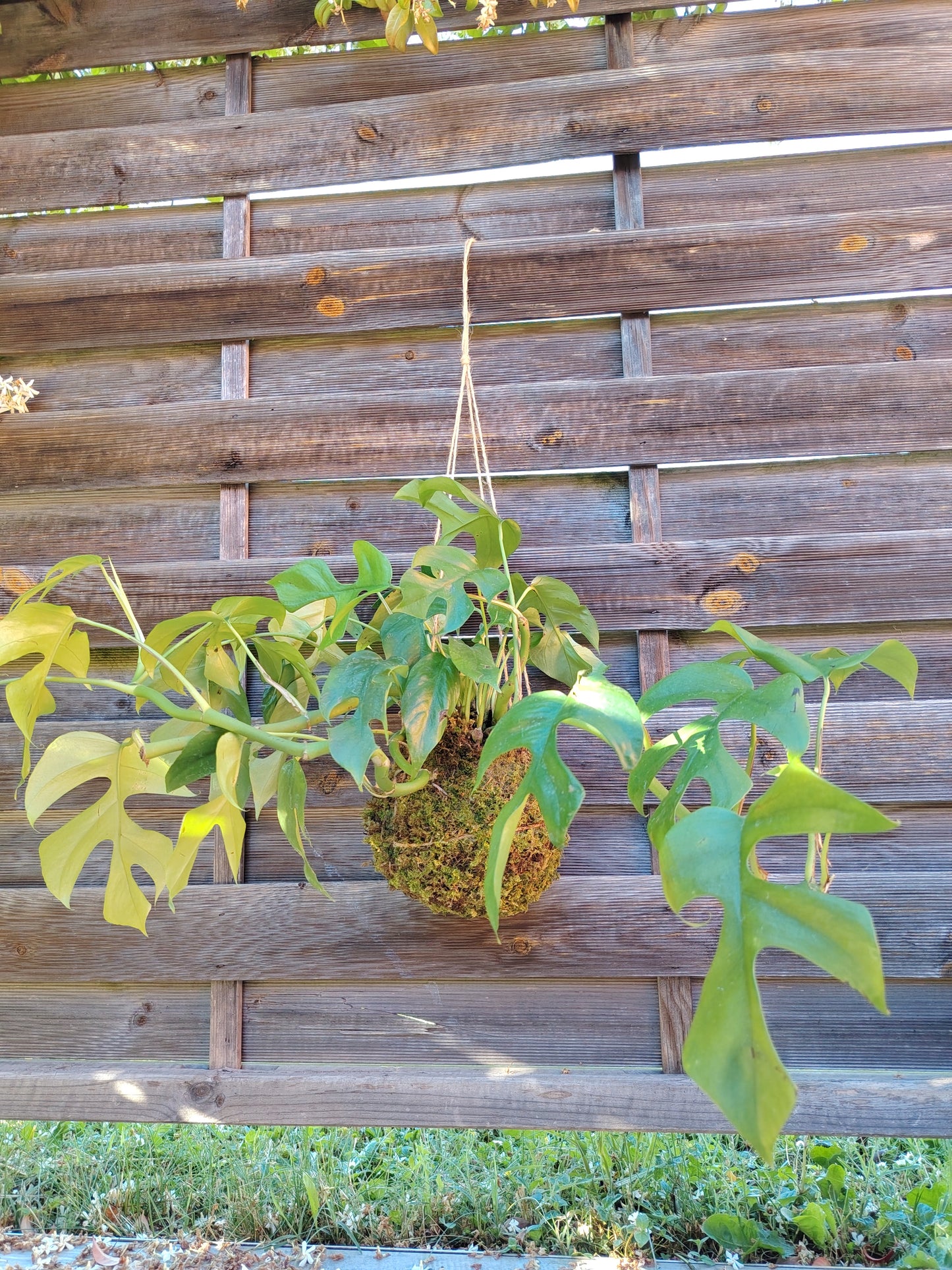 Kokedama artigianale con Monstera Minima (Rhaphidophora tetrasperma), realizzato a mano con muschio naturale e sfera di circa 15 cm di diametro.