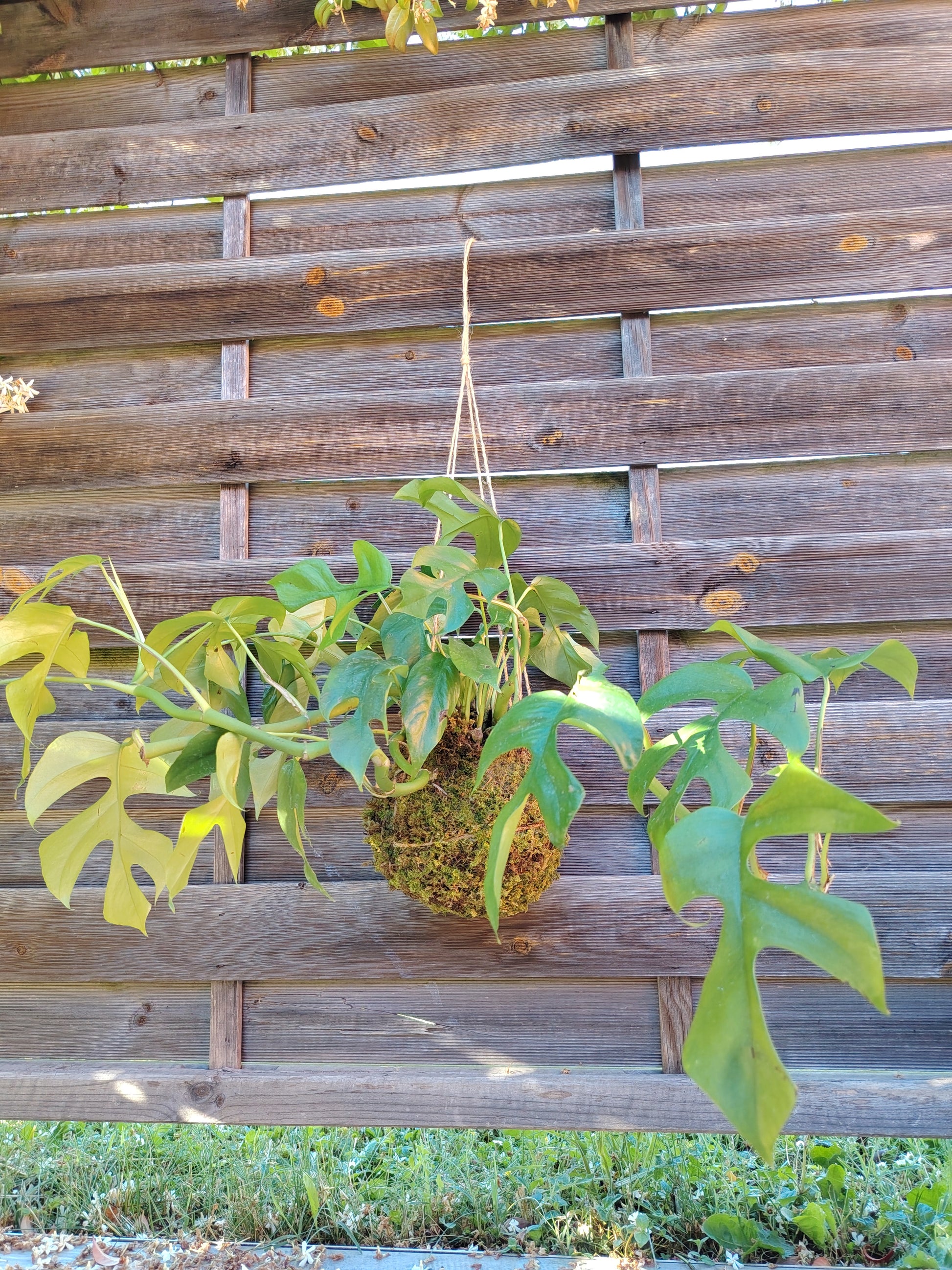 Kokedama artigianale con Monstera Minima (Rhaphidophora tetrasperma), realizzato a mano con muschio naturale e sfera di circa 15 cm di diametro.