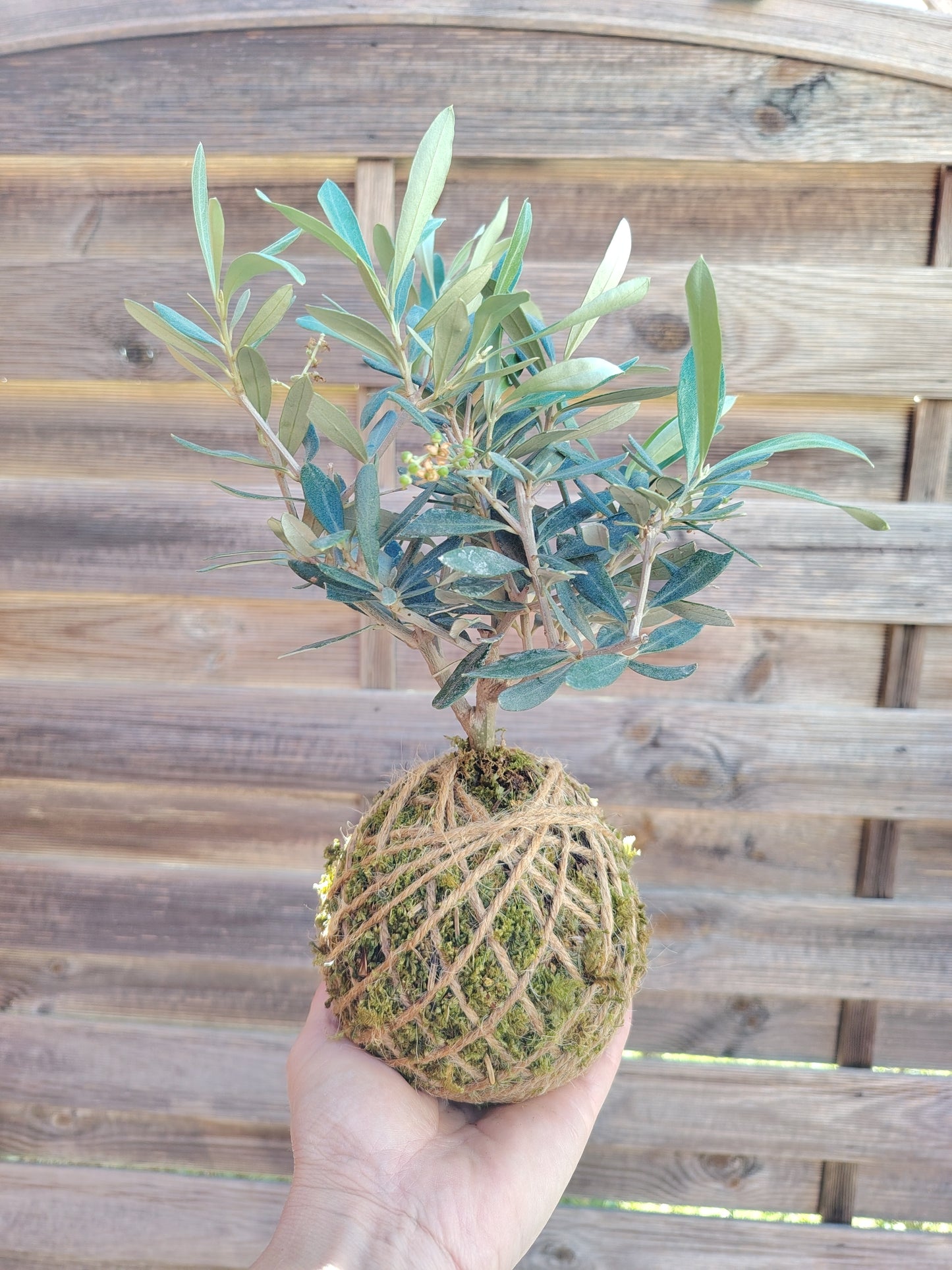Kokedama artigianale con ulivo e muschio naturale, realizzato a mano secondo la tradizionale tecnica giapponese, sfera da 10 cm.