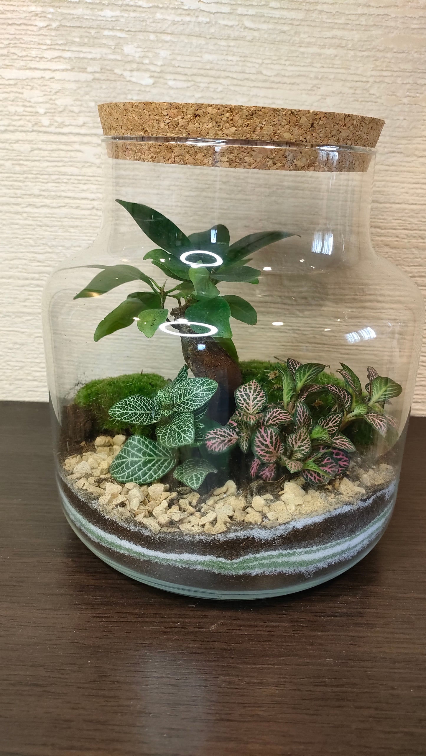 Terrarium Damigiana