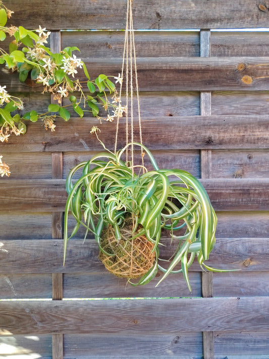 Kokedama Chlorophytum