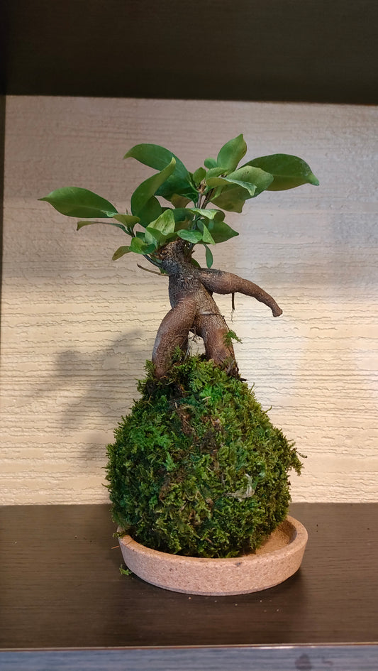 FICUS GINSENG in kokedama