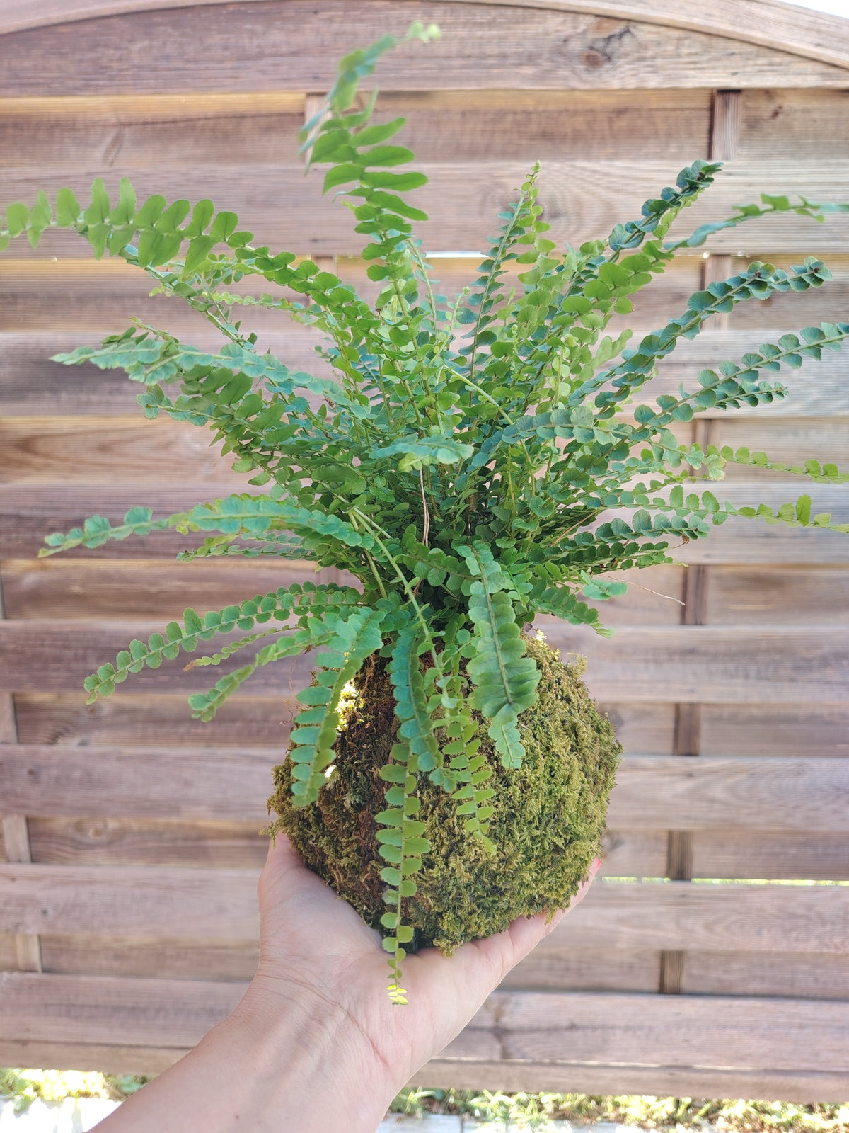 Kokedama con felce rigogliosa e fronde decorative, realizzato artigianalmente con muschio naturale e tecnica giapponese.