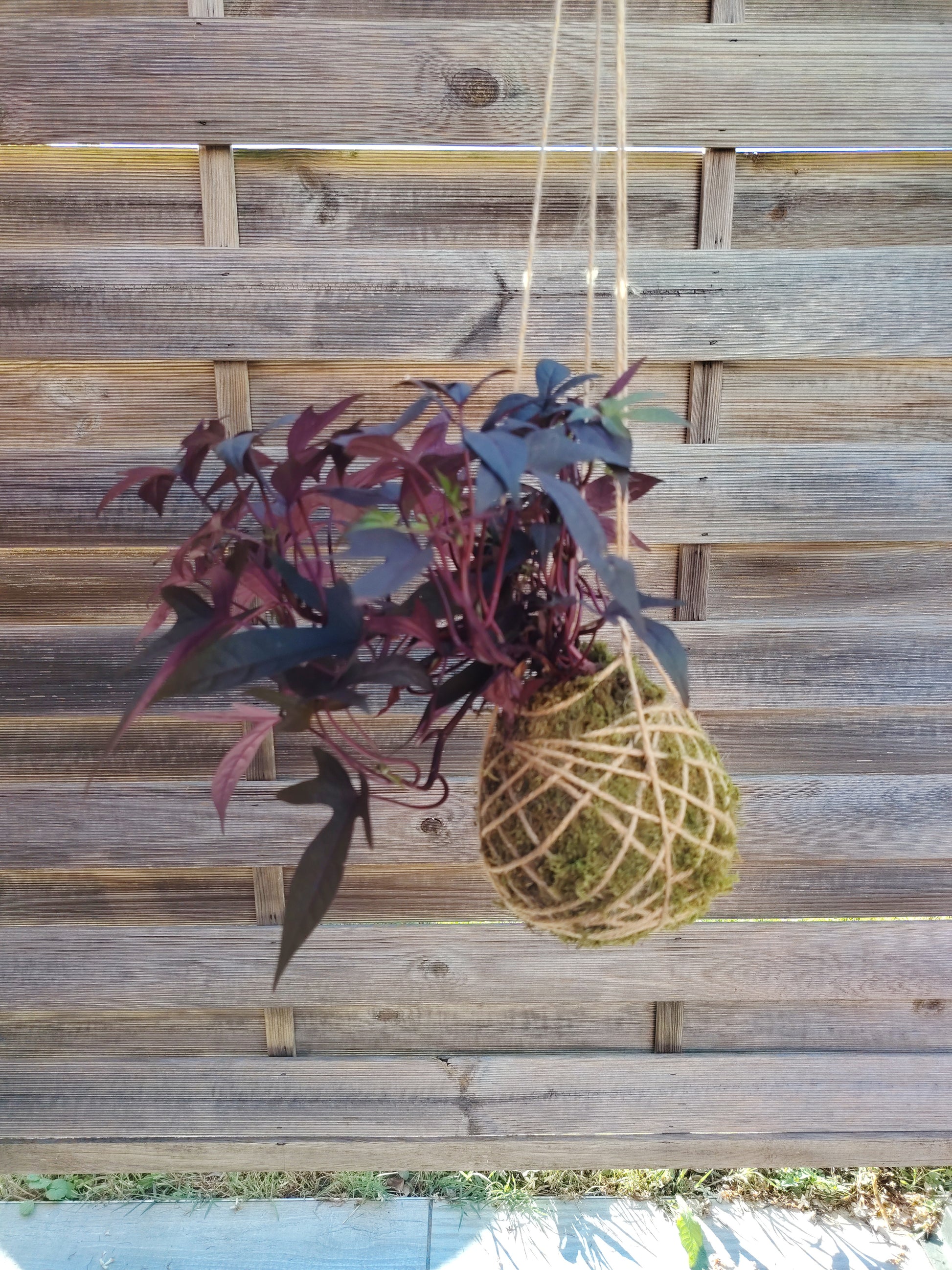 Kokedama con Ipomoea e foglie ornamentali dai toni verdi e porpora, realizzato artigianalmente con muschio naturale.