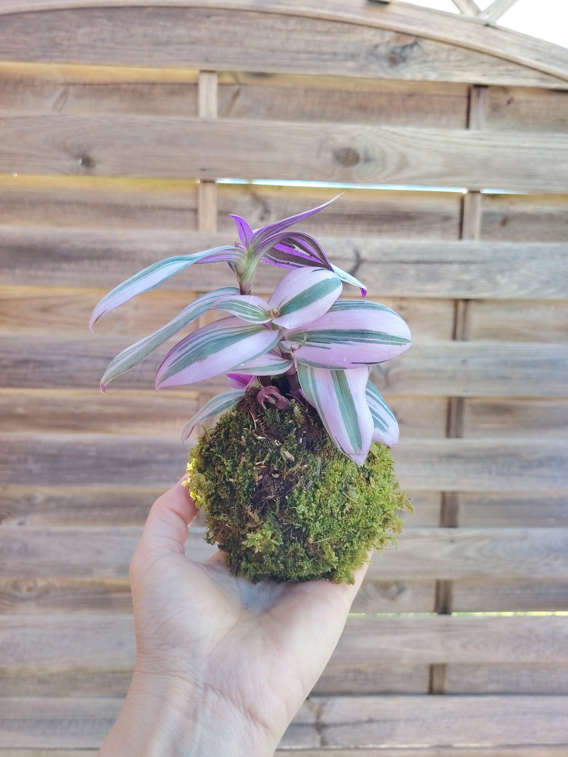 Kokedama mini con Tradescantia Nanouk dalle foglie rosa, verdi e viola, realizzato artigianalmente con muschio naturale.