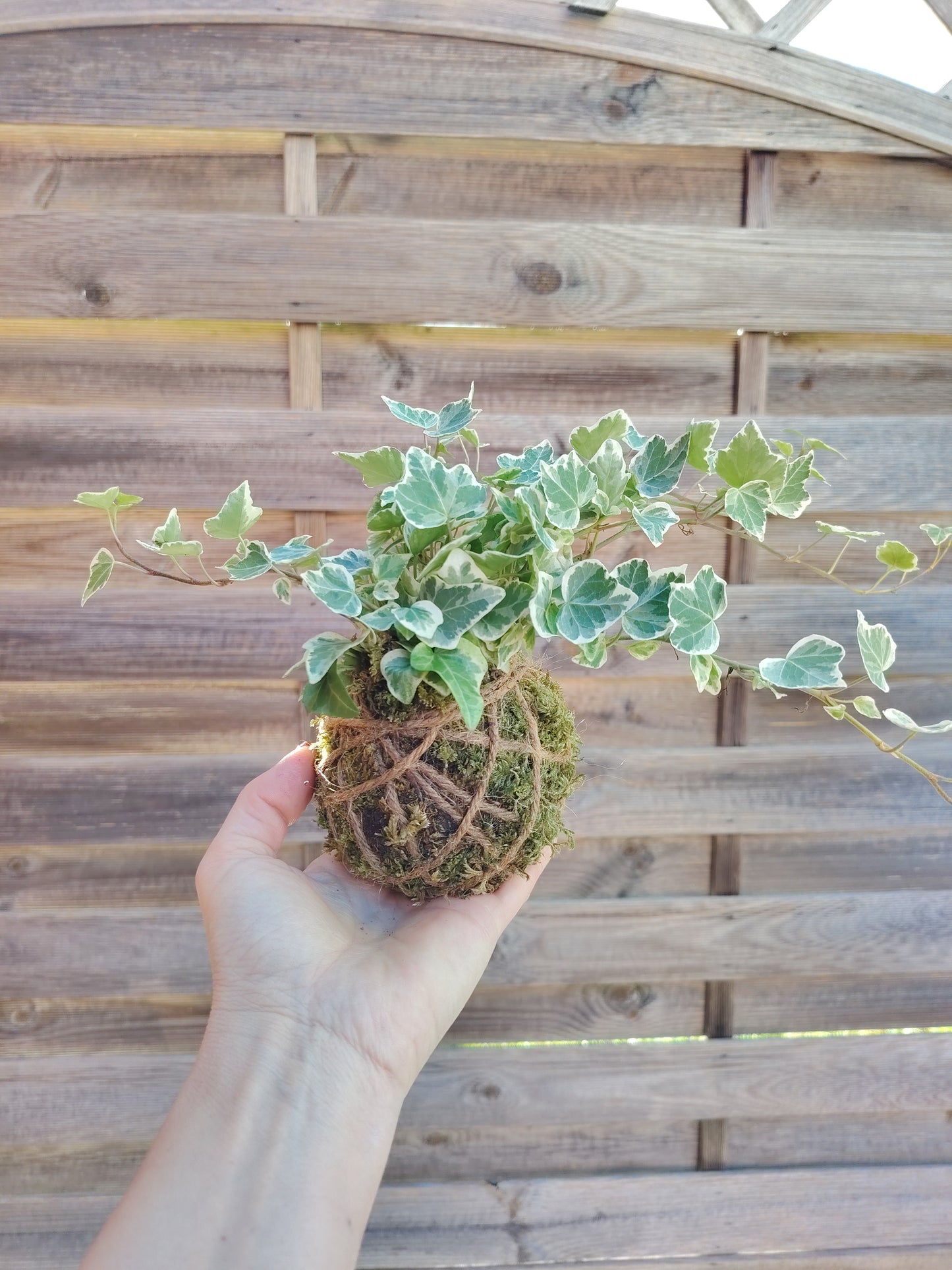 Kokedama edera