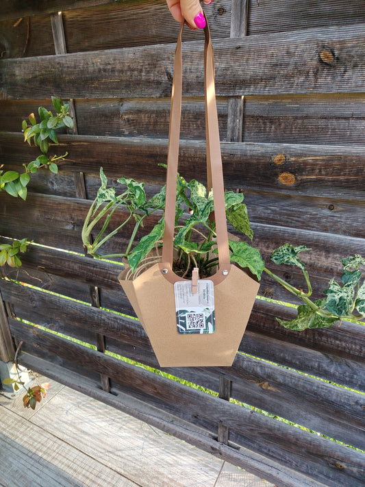 Bomboniera kokedama confezione regalo 
