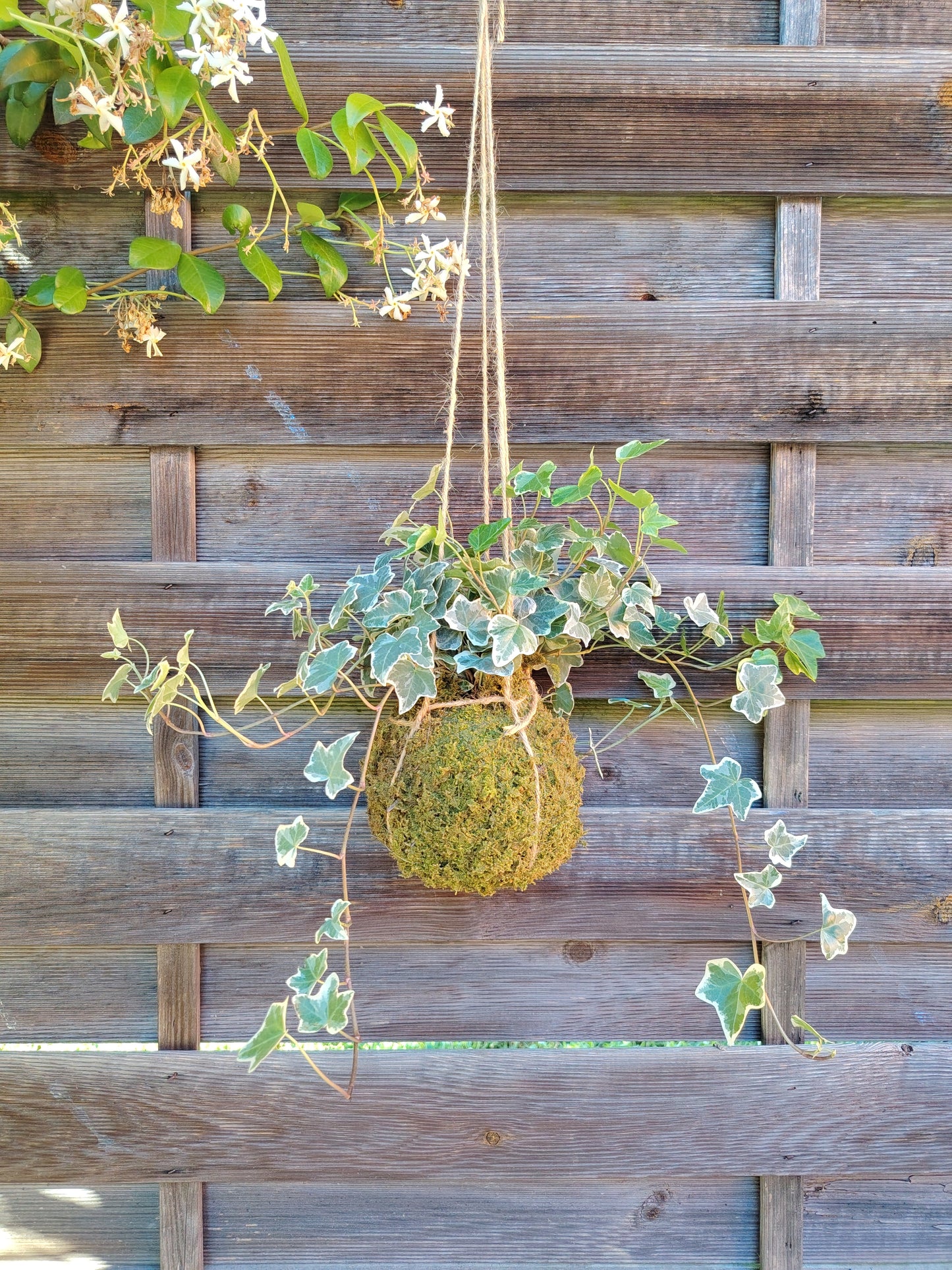 Kokedama edera