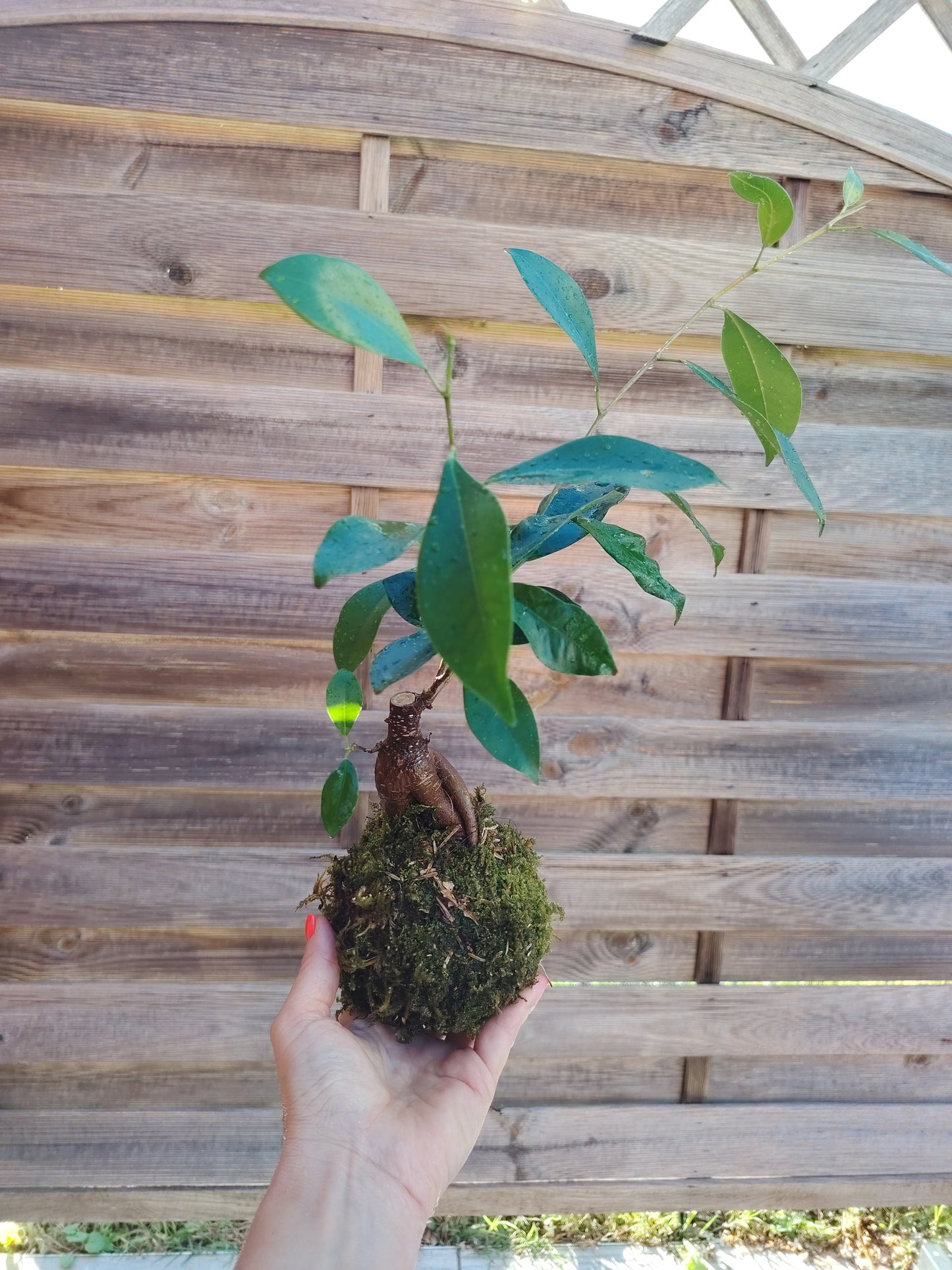 Kokedama Ficus Ginseng – Eleganza e forza in equilibrio