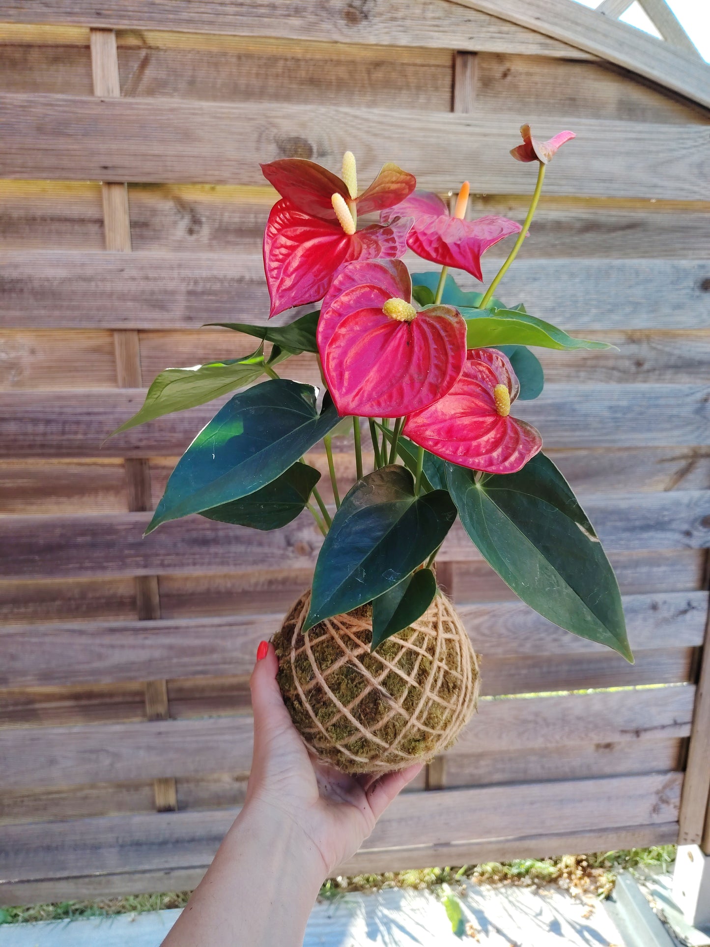Kokedama artigianale con Anthurium rosso, elegante pianta da interno con spata rossa brillante e foglie verdi lucide, realizzato a mano con muschio naturale.