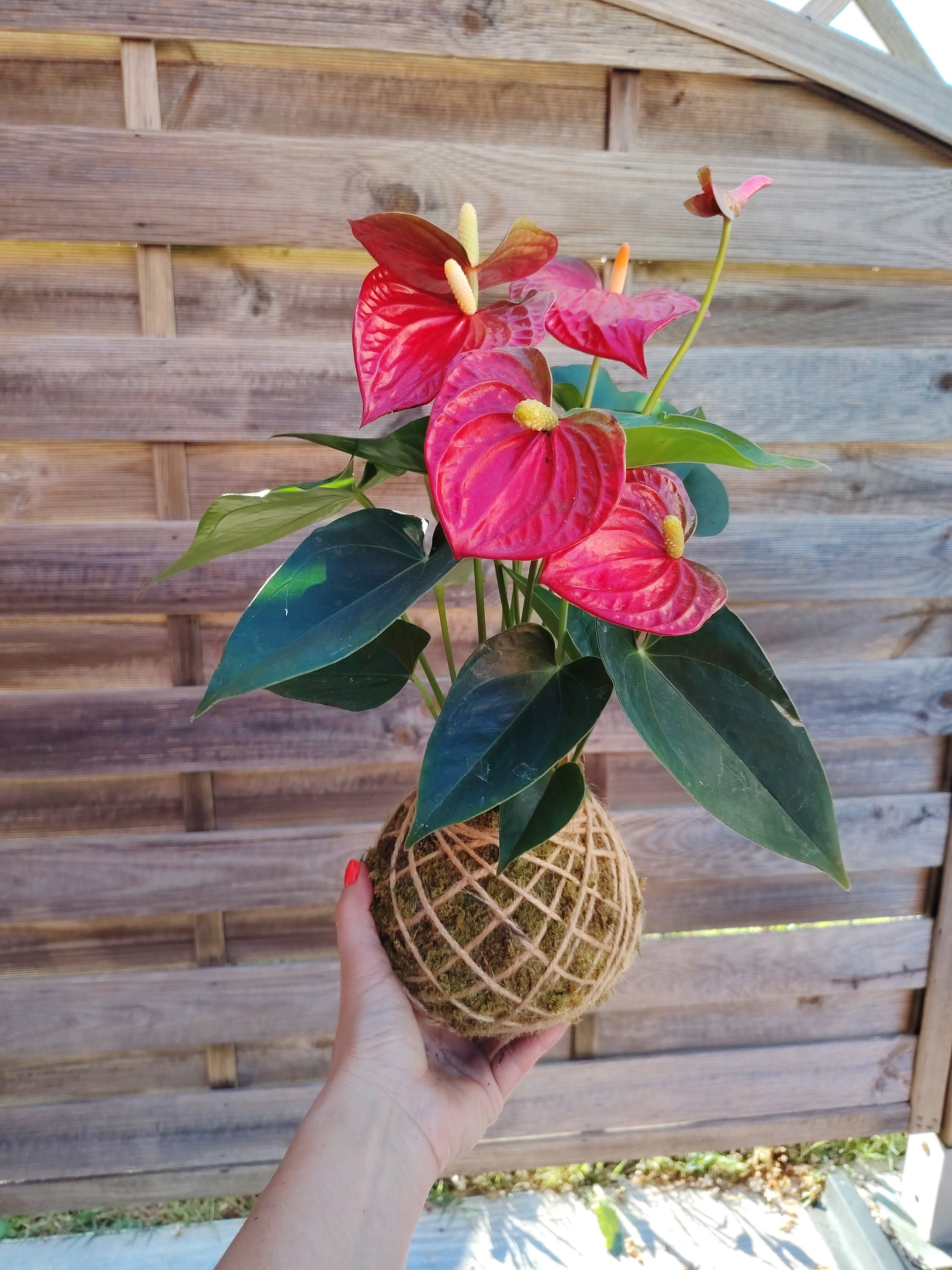 Kokedama artigianale con Anthurium rosso, elegante pianta da interno con spata rossa brillante e foglie verdi lucide, realizzato a mano con muschio naturale.