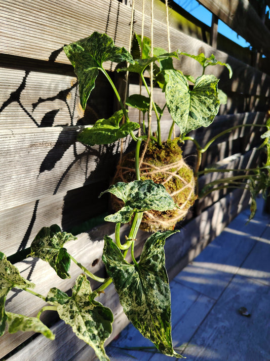 Syngonium mojito