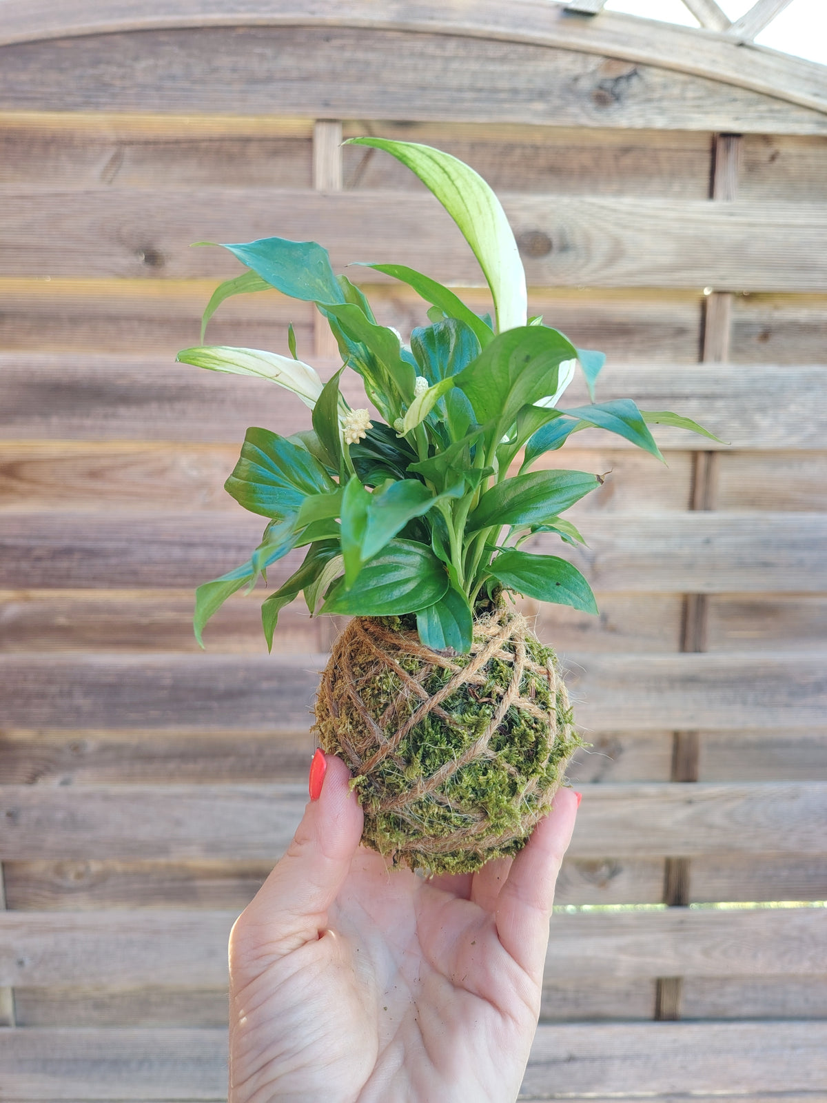 Mini kokedama artigianale con spatifillo bianco, realizzato a mano secondo la tradizione giapponese con muschio naturale.